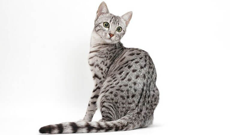 Kucing Egyptian Mau