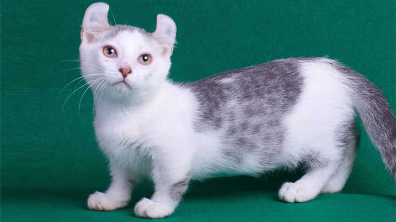 Kinkalow, salah satu jenis kucing munchkin terpopuler