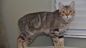 Fakta Ciri, Karakteristik, dan Cara Merawat Kucing Manx