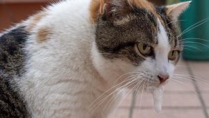 Penyebab Kucing Muntah Busa dan Cara Mengatasinya