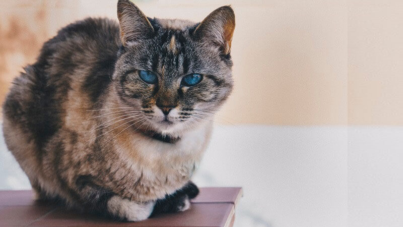Kucing Ojos Azules