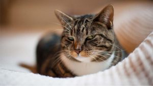 Gejala, Jenis, Penyebab Kucing Sakit Mata dan Cara Mengatasinya