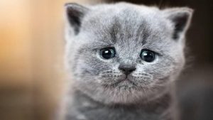 10 Ciri-Ciri Kucing Sedih dan Cara Mengatasinya