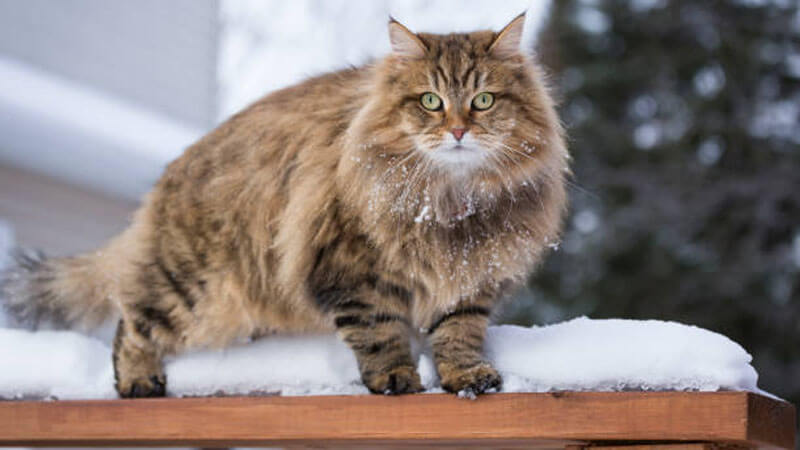 Kucing Siberia