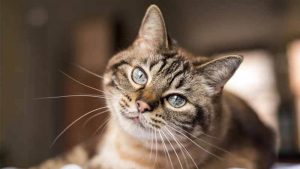 8 Penyebab Mata Kucing Belekan dan Cara Mengobatinya