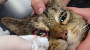 Mata Kucing Berselaput? Ini Penyebab dan Cara Mengatasinya