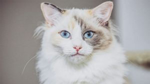 9 Ras Kucing Mata Biru yang Bisa Kamu Pelihara dan Fakta Dibaliknya
