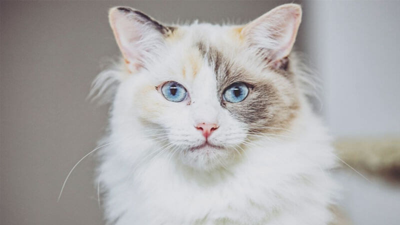 Ras Kucing Mata Biru