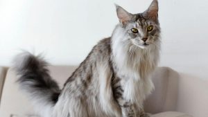 10 Ras Kucing Terbesar di Dunia yang Lucu dan Menggemaskan