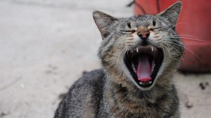 Kenali Gejala, Penyebab, dan Cara Mengobati Sariawan Kucing