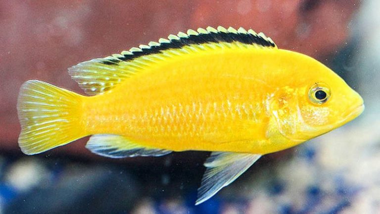 √ Ikan African Cichlid Karakter Jenis Dan Cara Pelihara